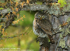 Eurasian Pygmy Owl