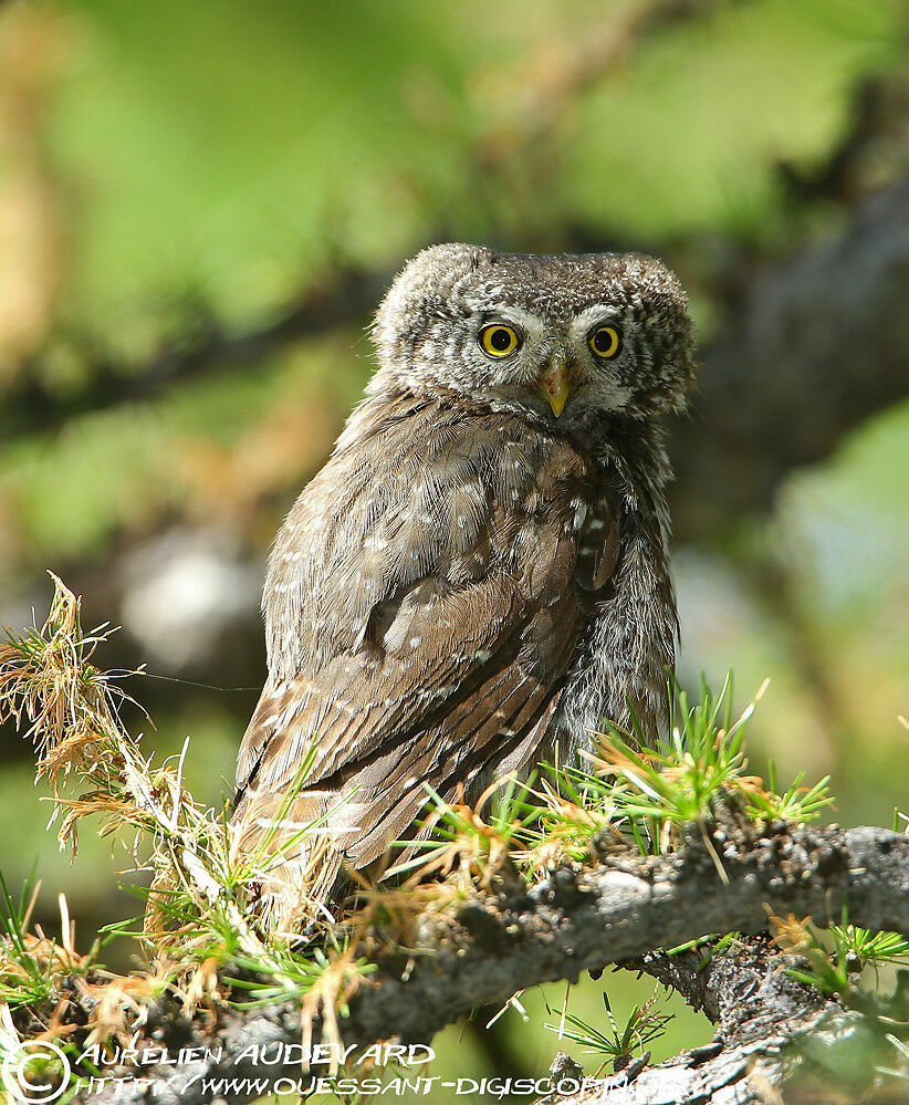 Chevêchette d'Europe, identification, mue