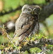 Eurasian Pygmy Owl