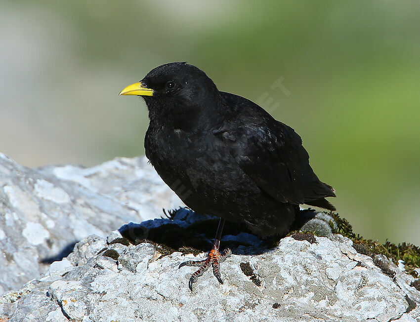 Chocard à bec jauneadulte