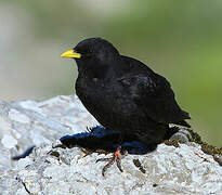 Alpine Chough