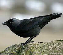 Western Jackdaw