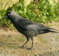 Western Jackdaw