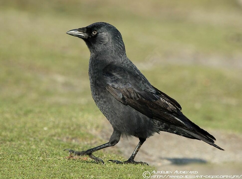 Western Jackdaw