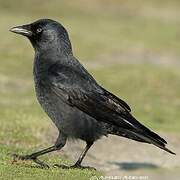 Western Jackdaw