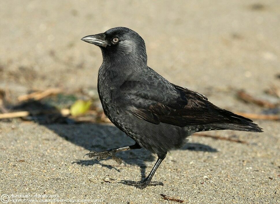 Western Jackdaw