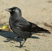 Western Jackdaw