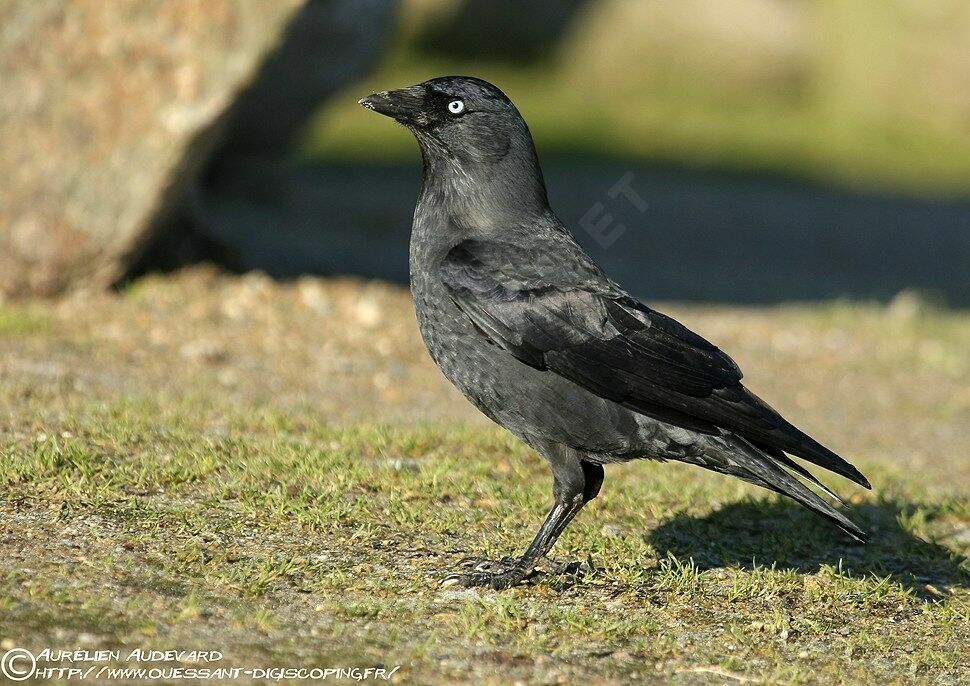 Western Jackdaw