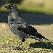 Western Jackdaw