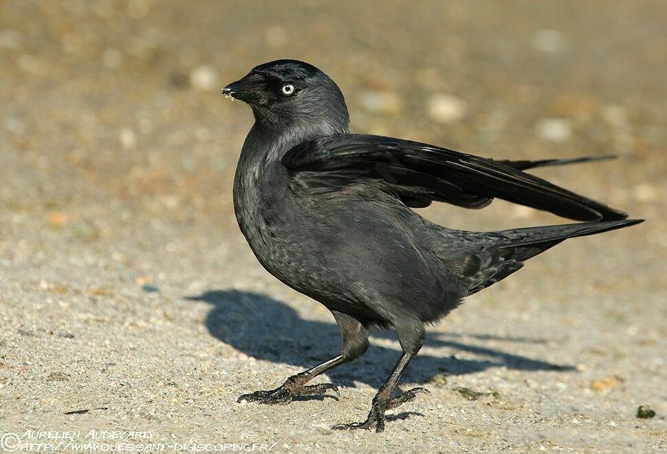 Western Jackdaw