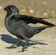 Western Jackdaw