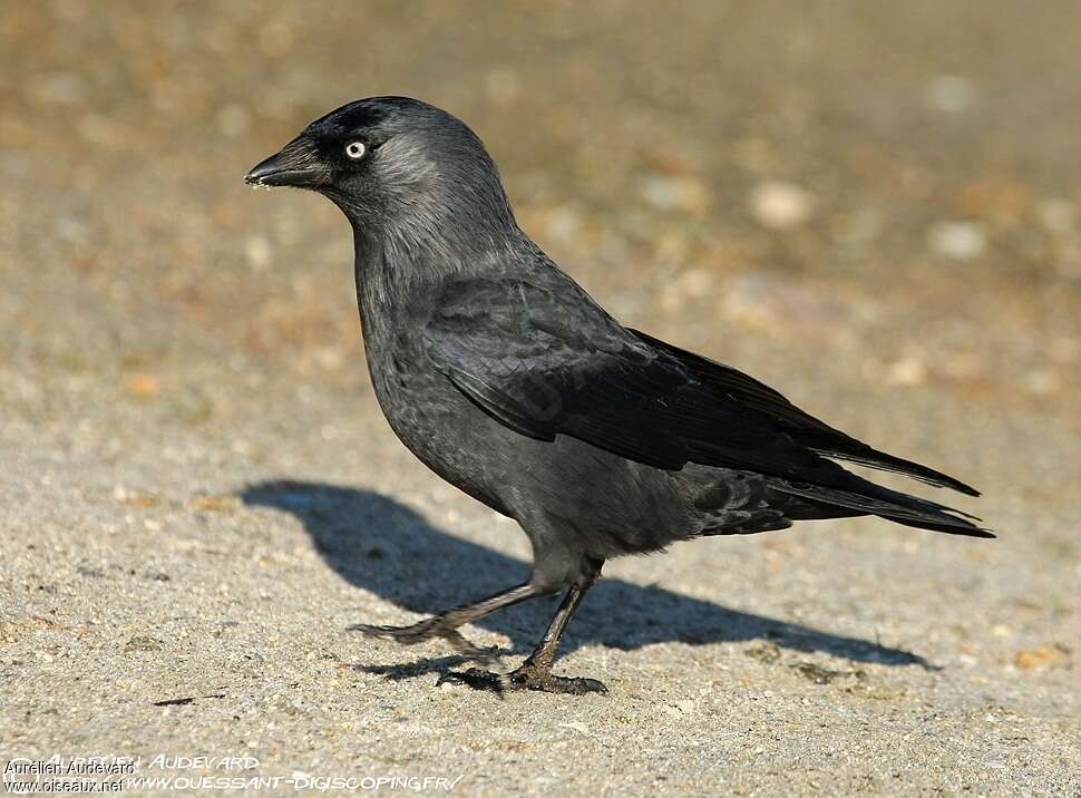 Choucas des toursadulte, identification