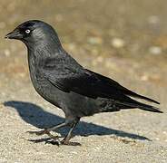 Western Jackdaw