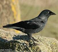 Western Jackdaw