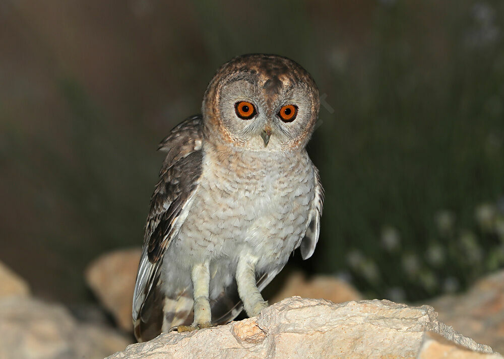 Desert Owl male adult, identification