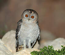 Desert Owl