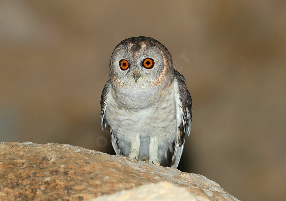 Chouette de Hadoram mâle adulte, identification