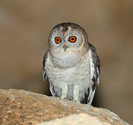 Desert Owl