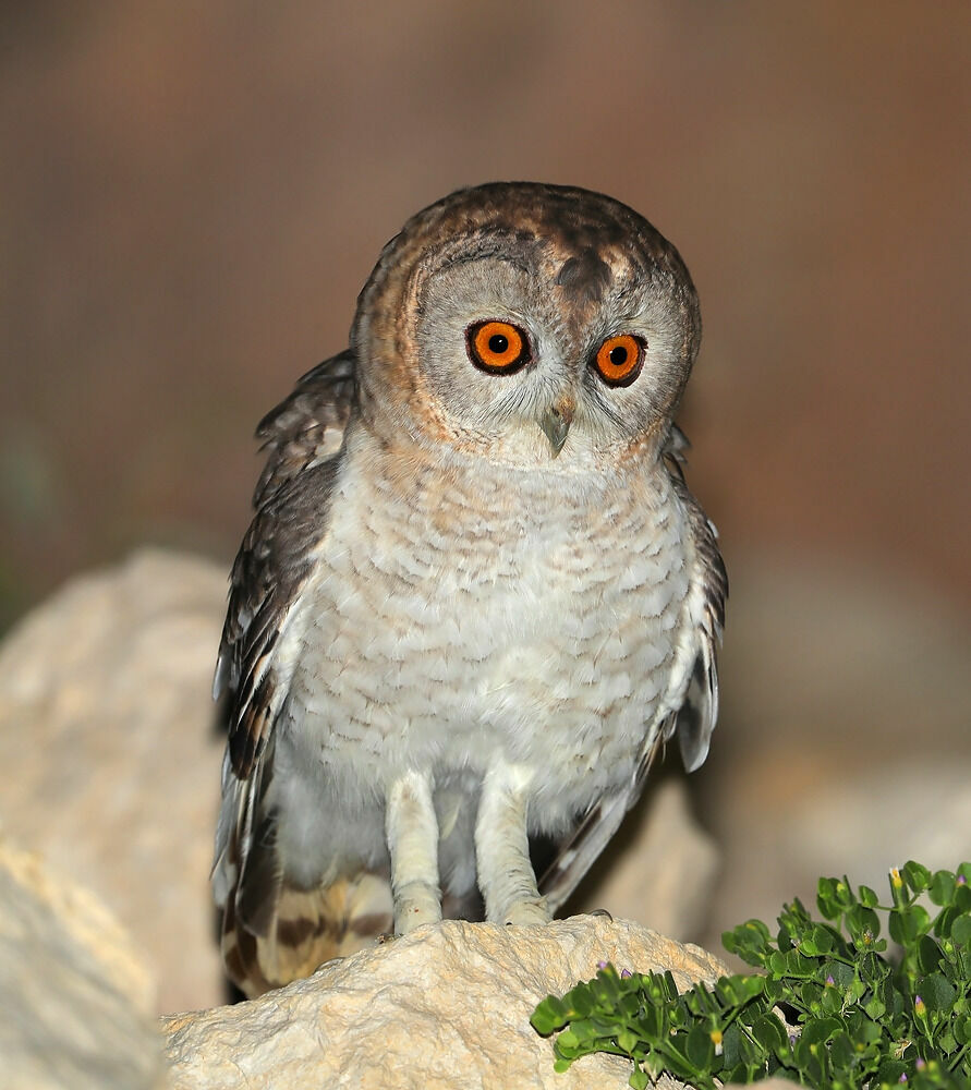 Desert Owl male adult, identification