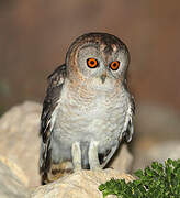 Desert Owl