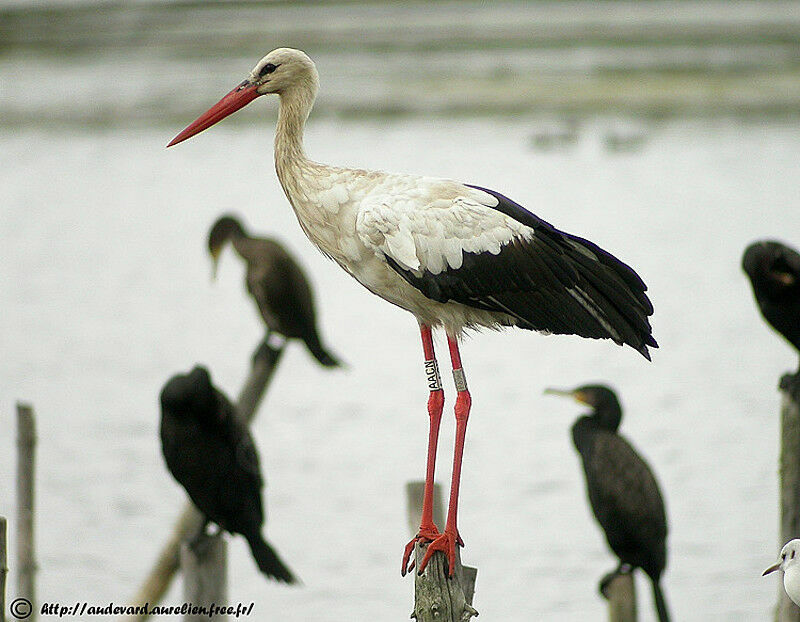 Cigogne blancheadulte