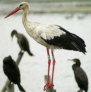 White Stork