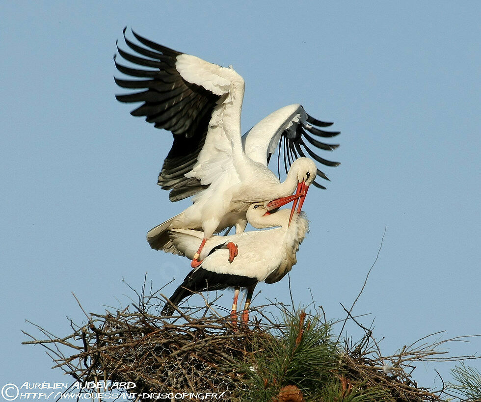 White Stork