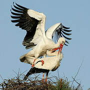 White Stork