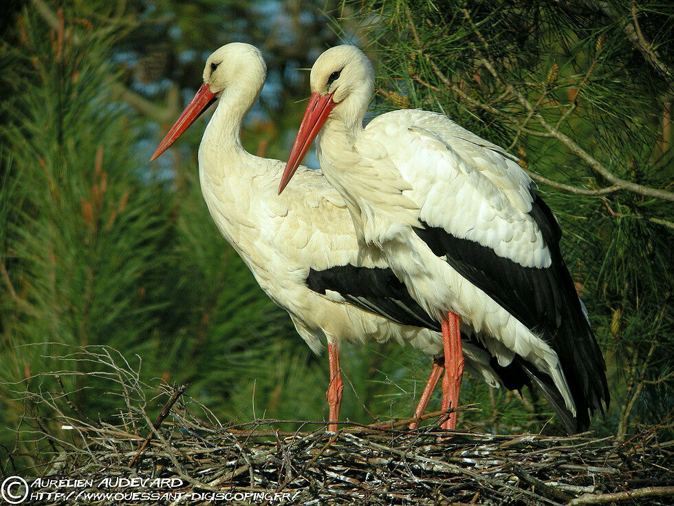 White Stork