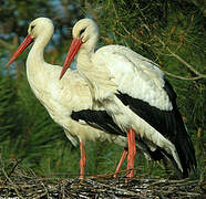 White Stork