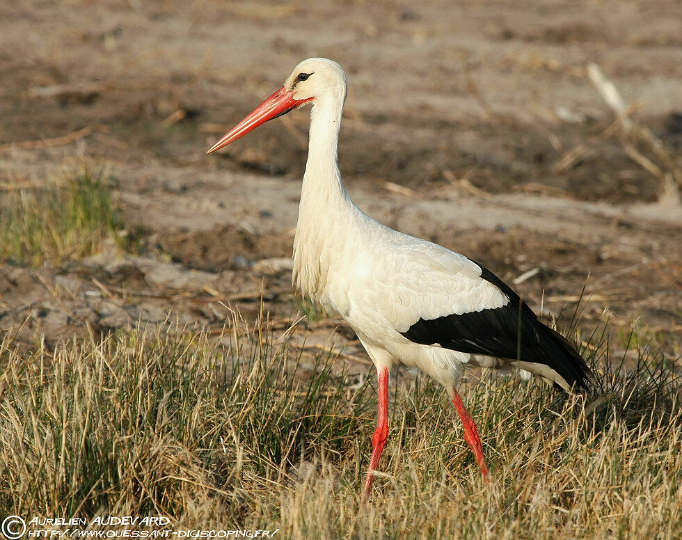 White Stork