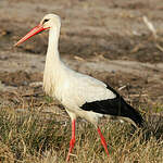 Cigogne blanche