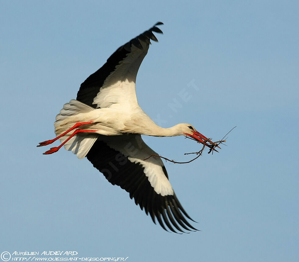 Cigogne blanche