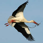 White Stork