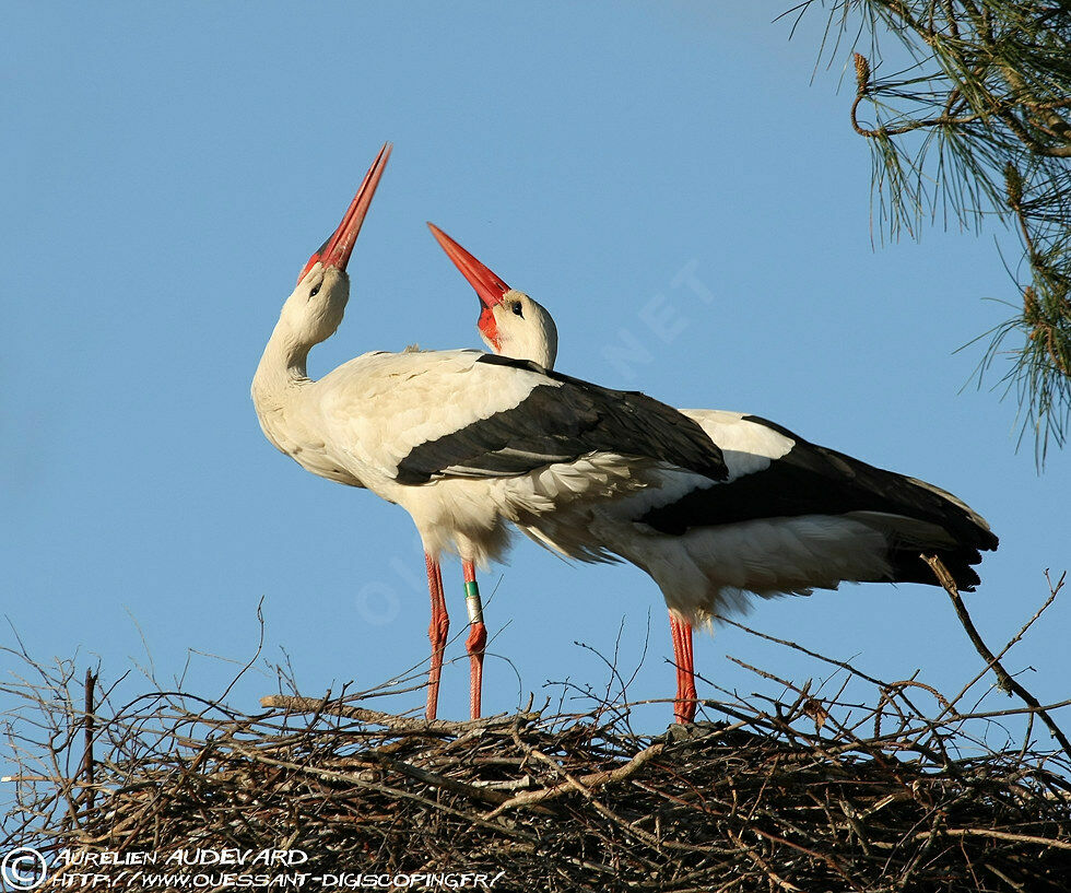 Cigogne blanche , Nidification, chant, Comportement