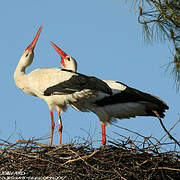 White Stork