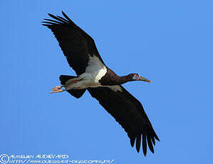 Cigogne d'Abdim