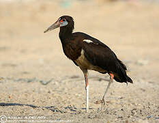 Cigogne d'Abdim