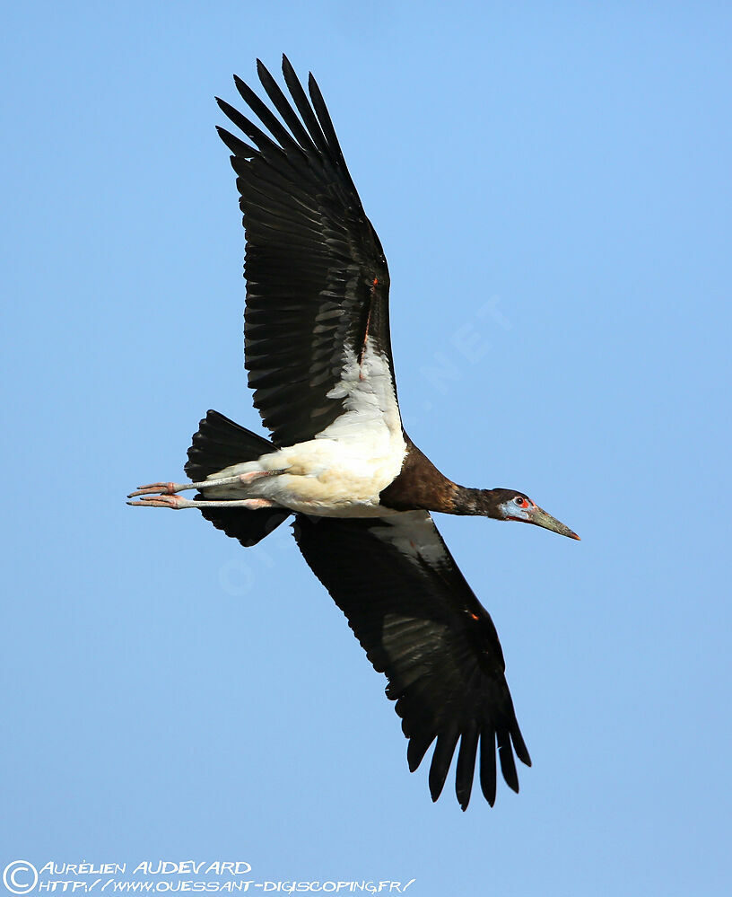 Abdim's Stork