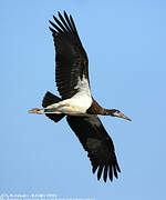 Abdim's Stork