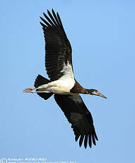 Cigogne d'Abdim