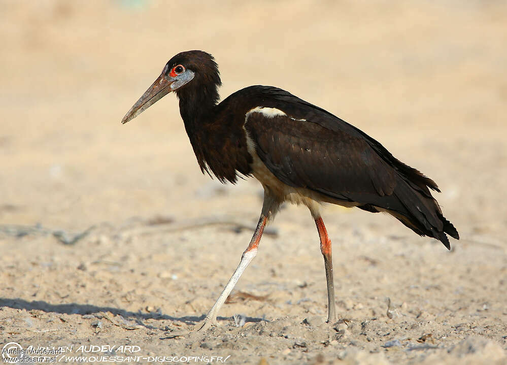 Abdim's Storkadult, identification