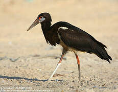 Cigogne d'Abdim