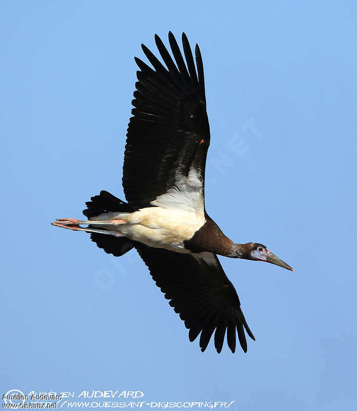 Abdim's Storkadult breeding, Flight