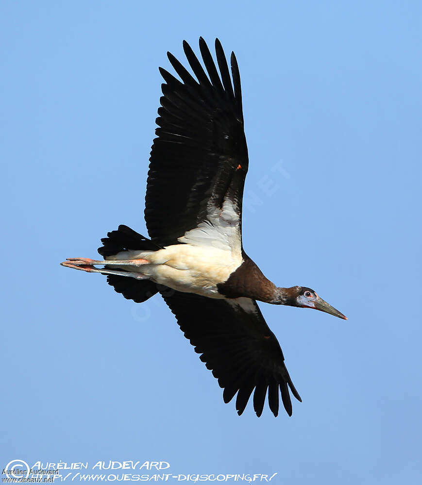 Cigogne d'Abdimadulte nuptial, Vol