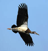 Abdim's Stork