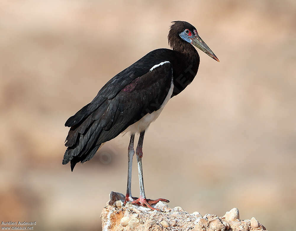 Cigogne d'Abdimadulte, identification