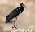 Cigogne d'Abdim