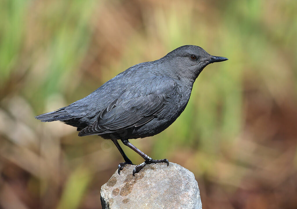 American Dipper male adult breeding, identification