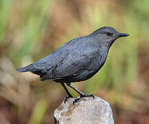 American Dipper